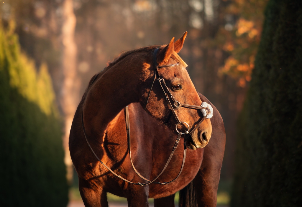 Zdjęcie konia z Gospodarstwa Agroturystycznego Silesia