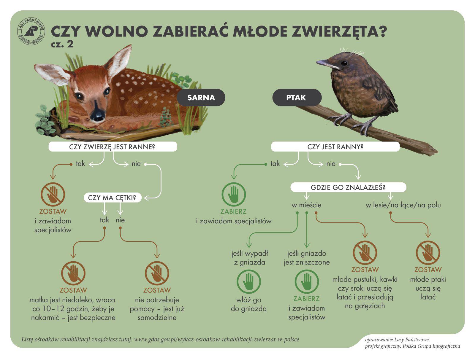 Grafika - młode ptaki